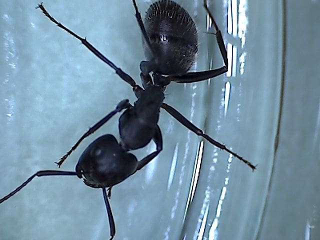 A black ant is standing on the glass
