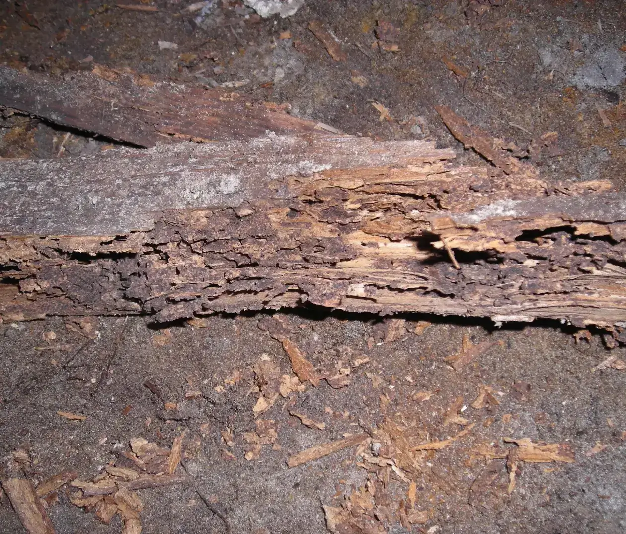 A close up of the bark on a tree