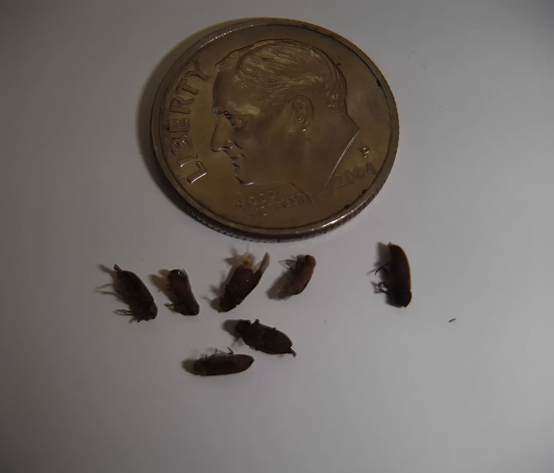 A penny sitting next to some small brown bugs.