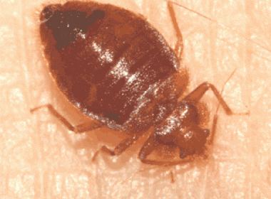 A brown bug is sitting on the ground.