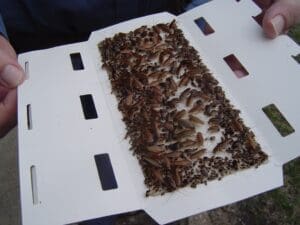 A box of brown and black bugs on top of white paper.