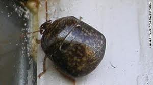 A brown bug with black spots on it's back.