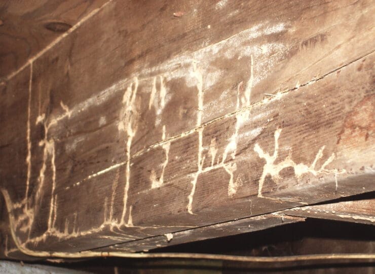 Termites & Wood Destroying Organisms (WDO)