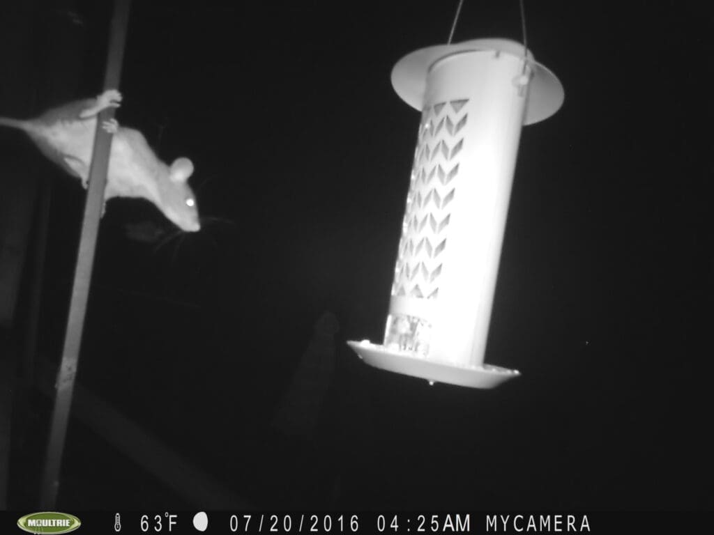 A bird feeder hanging from the ceiling of a building.