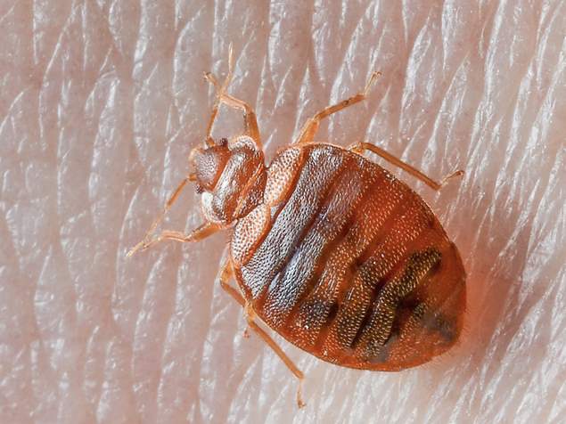 A bed bug is sitting on the surface of a blanket.