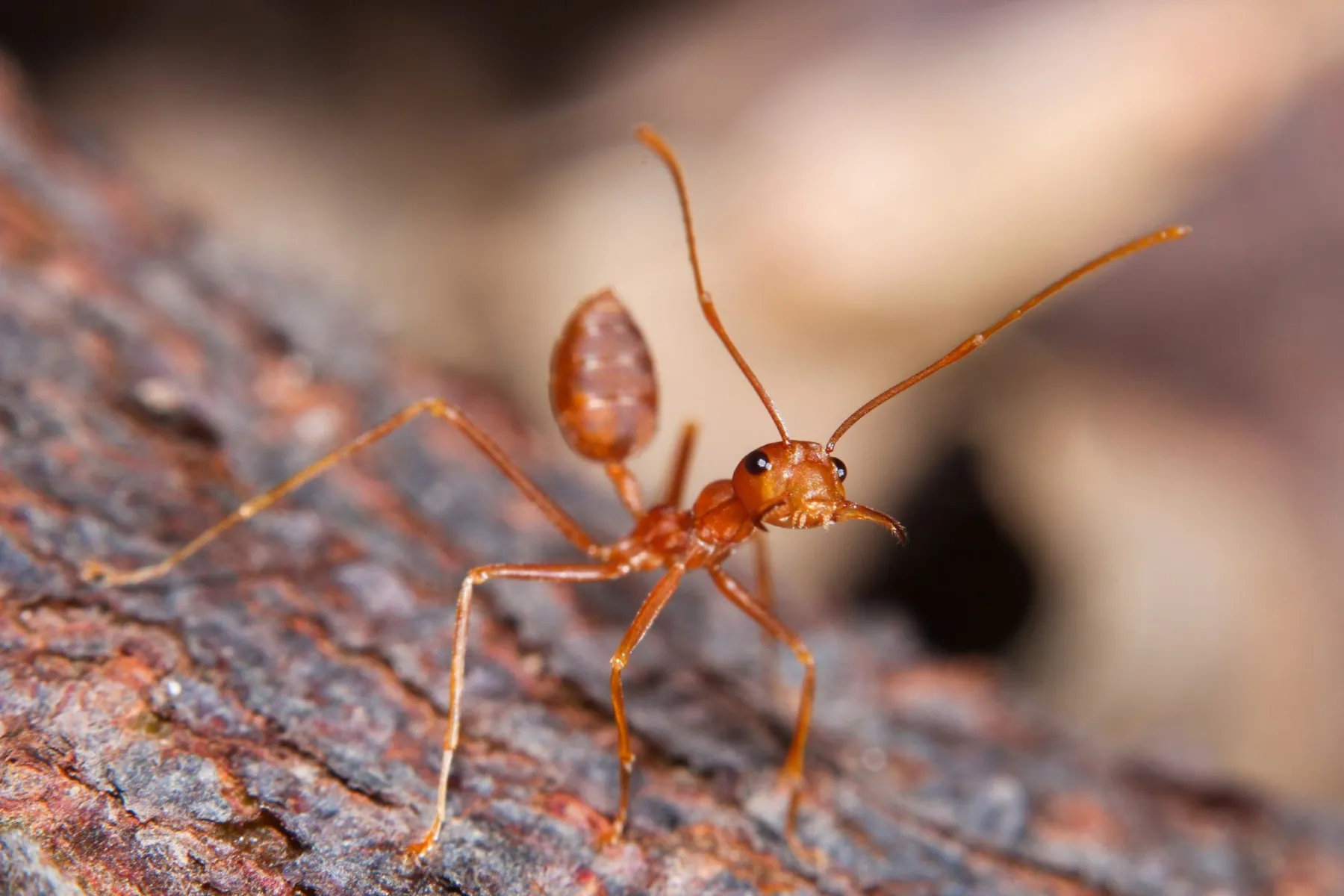 Red ant on textured tree bark.