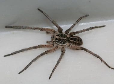 A spider is sitting in the sink.
