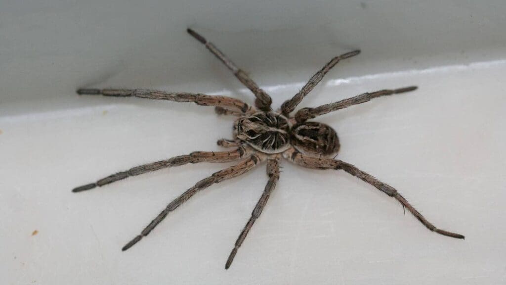 A spider is sitting in the sink.