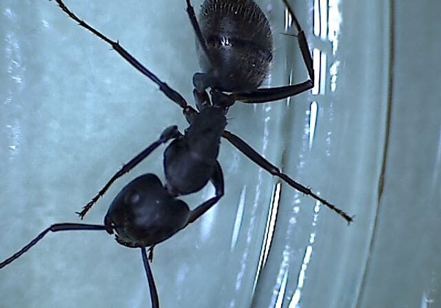 A black ant is standing on the glass
