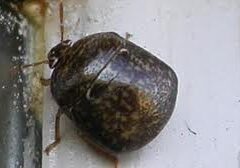 A brown bug with black spots on it's back.