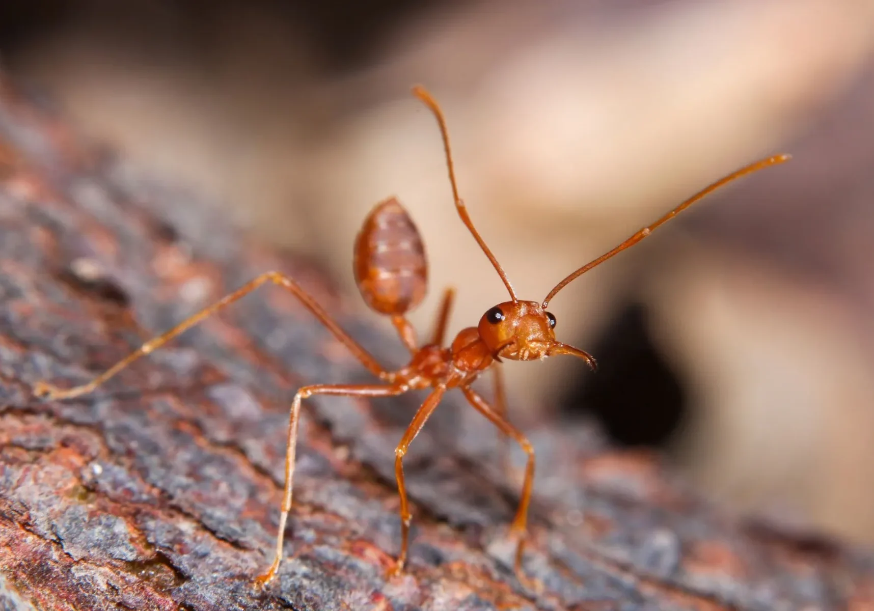 Red ant on textured tree bark.